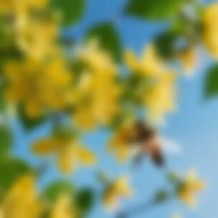 Close-up of linden flowers attracting bees
