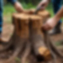 Natural method for stump removal