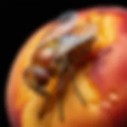 Close-up of a fruit fly on a ripe peach